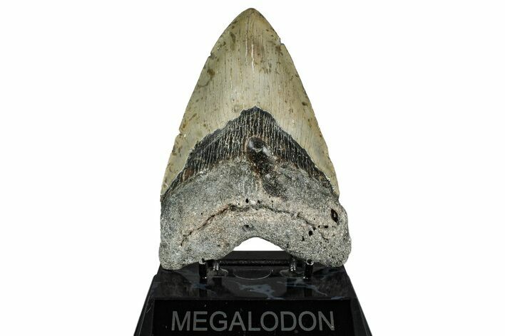 Fossil Megalodon Tooth - North Carolina #349353